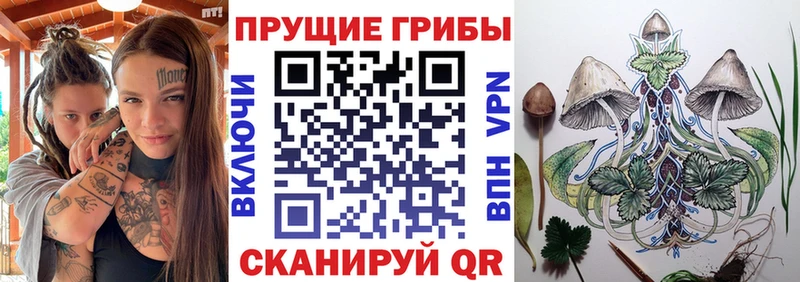 Псилоцибиновые грибы Psilocybe где продают Кингисепп